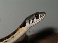 Black-Necked Garter Snake 01